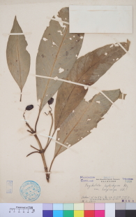Specimen thumbnail